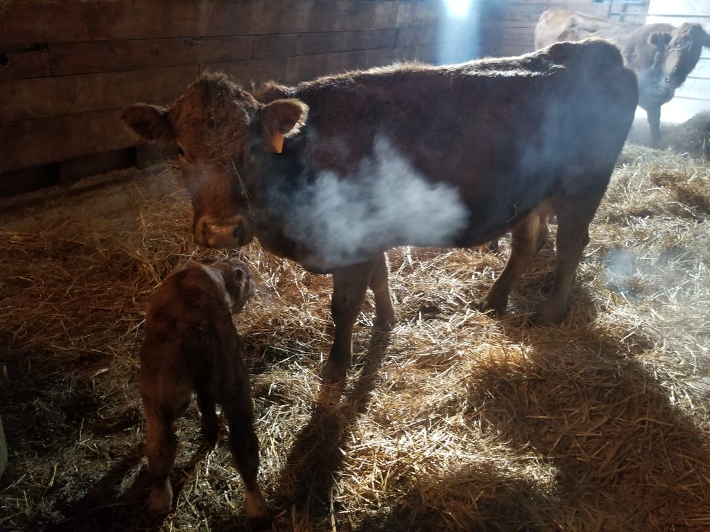 jsjlivestock's tweet image. I know it's not the greatest picture. But it shows that birth weight doesn't always dictate calving ease. This little 3rd calver is a WGG Get' n Go daughter with her 94 lbs. Heifer calf. From first presentation of feet to calf on the ground in 15 mins.
#maderight