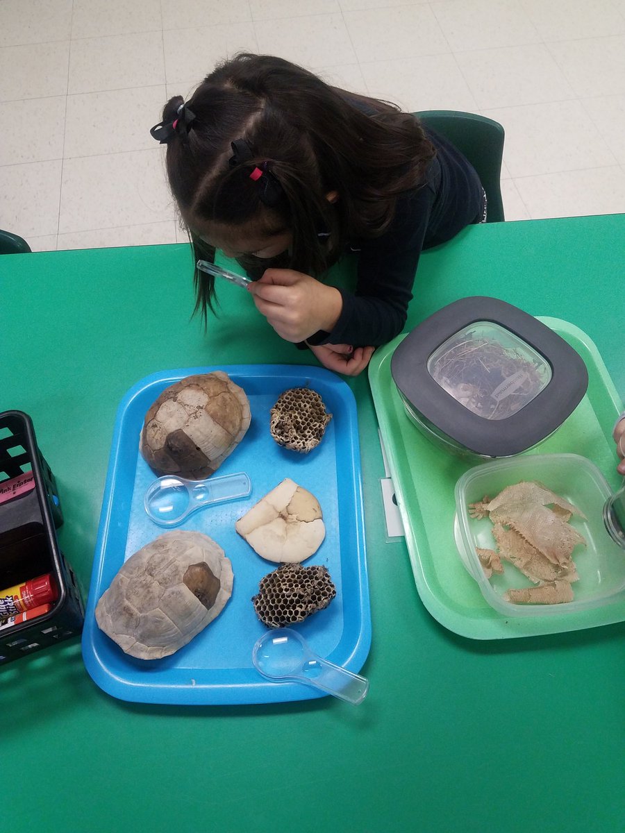 MrsSnyder_kdg's tweet photo. Exploring woodland animals!
#kindergartenscientist https://t.co/S4qvPydLD7
