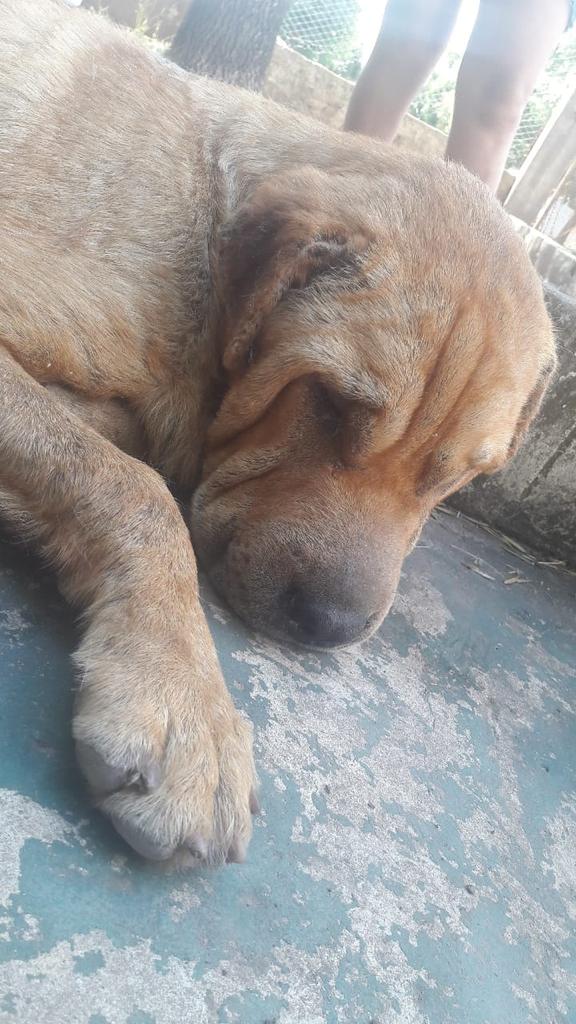 Tickie18's tweet image. @aide_tarrio @ArqueroSinManos @MarianoOses @mebolcomba @lizytagliani @refuasis
@ComunicadoOpina Por favor! 🙏 RT! es un cachorro Sharpei, que fue rescatado y está en zoonosis pero NO tiene transito! Contacto: 15 6412 5840 (subido x Grupo Contra Maltrato  Animal de WhatsApp)