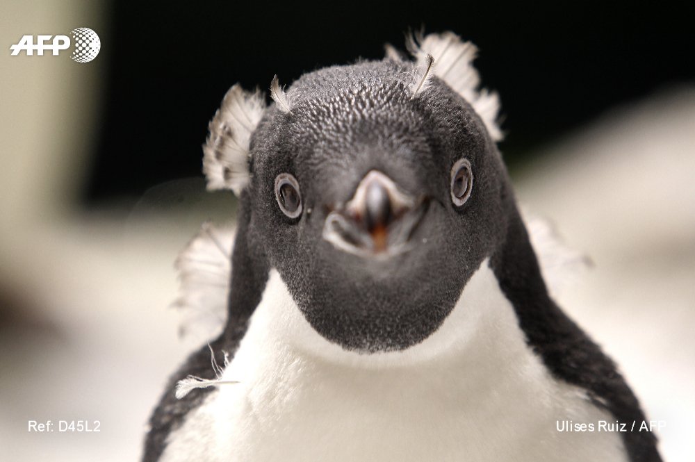 AFP's tweet photo. The Guadalajara Zoo has welcomed two baby Adelie penguins into the world.
The pair made their public debut as their parents, Blanquita and Pippin, began allowing them to venture out from between their feet for the first time🐧 🐧🐧
📷@35mmfotografia
https://t.co/zVxAL1KYKV https://t.co/c34f3wAuBB