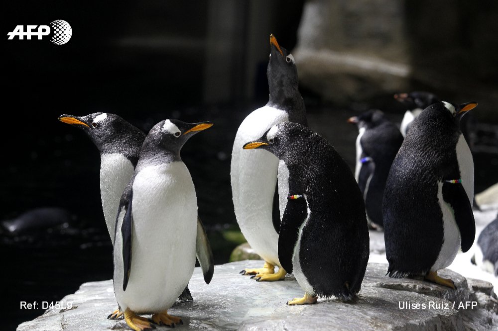 AFP's tweet photo. The Guadalajara Zoo has welcomed two baby Adelie penguins into the world.
The pair made their public debut as their parents, Blanquita and Pippin, began allowing them to venture out from between their feet for the first time🐧 🐧🐧
📷@35mmfotografia
https://t.co/zVxAL1KYKV https://t.co/c34f3wAuBB