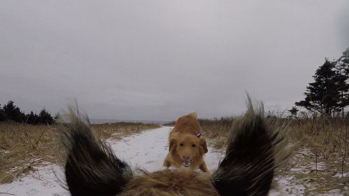 Hubble_BTerrier's tweet image. Here are a few more pics from my #HubbleCam from today&apos;s hike with @Tali_the_Toller. I may have gotten a little too close to the edge in that last one. 😳😁 #BTPosse