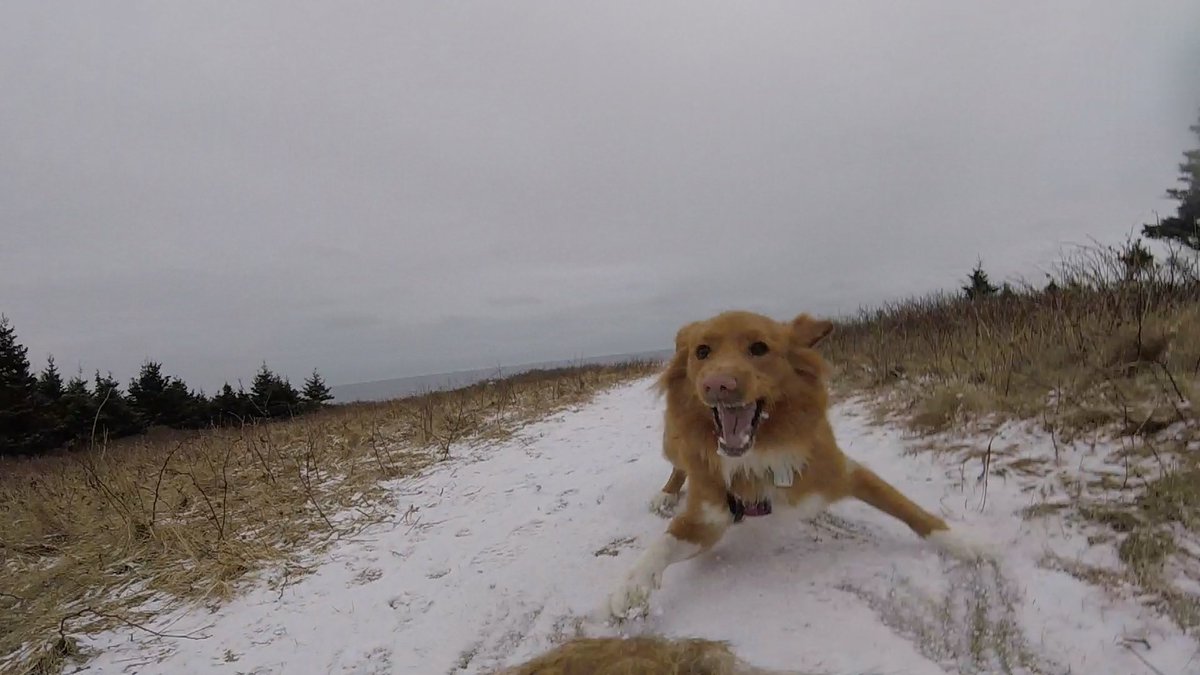 Hubble_BTerrier's tweet image. Here are a few more pics from my #HubbleCam from today&apos;s hike with @Tali_the_Toller. I may have gotten a little too close to the edge in that last one. 😳😁 #BTPosse