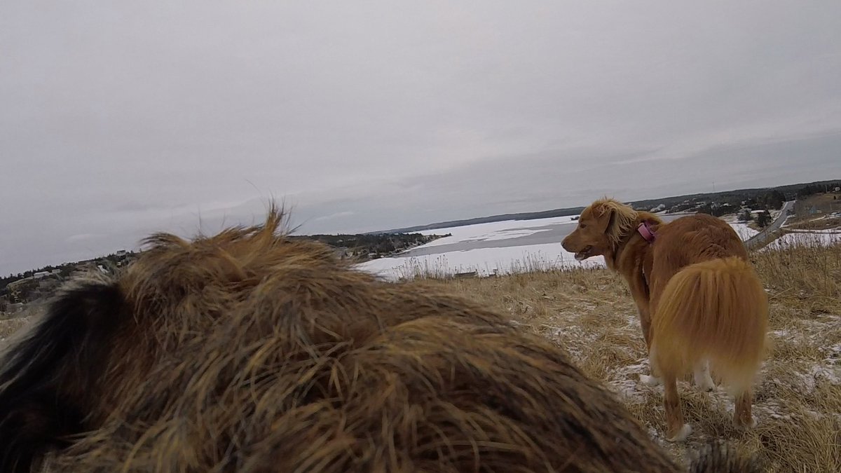 Hubble_BTerrier's tweet image. Here are a few more pics from my #HubbleCam from today&apos;s hike with @Tali_the_Toller. I may have gotten a little too close to the edge in that last one. 😳😁 #BTPosse