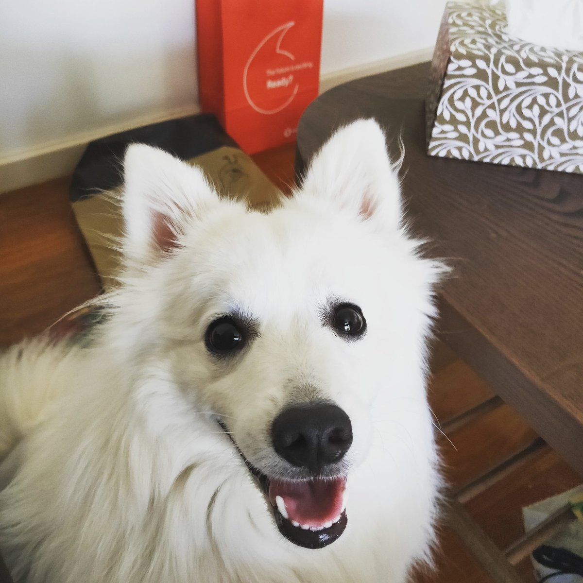 BeauSpitz's tweet photo. Please may I have some of your food... I've been a good boy I deserve it! I even finished all of my dinner!
#greedypup #treats #puppiesofinstagram #Puppy #cutie #perthdogs #beauthespitz #hungry #dogsofperth #puppylife https://t.co/awaCPD6EA9