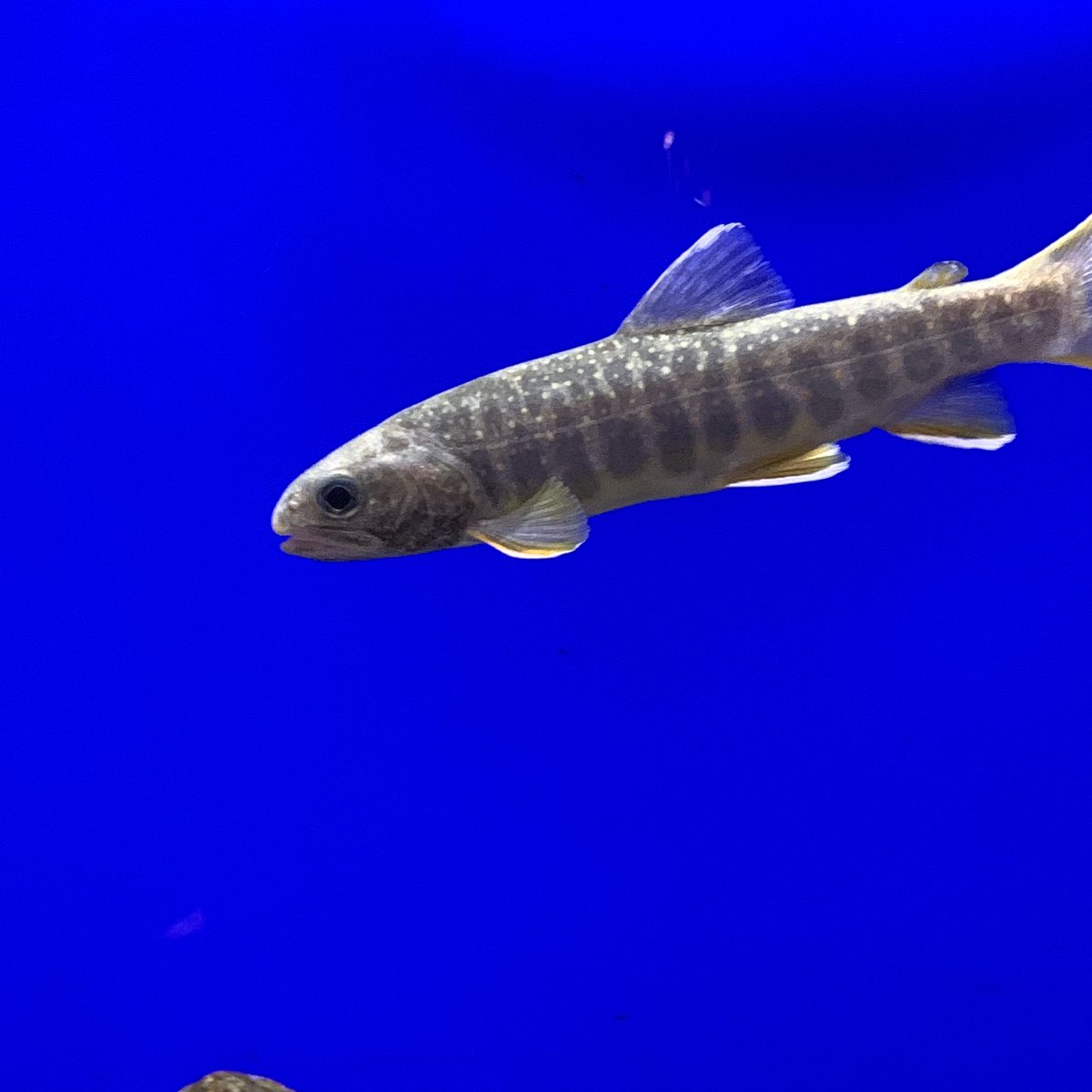 PuffDaddyReef's tweet photo. Dolly varden on display at Sunshine Aquarium near Tokyo, Japan. Pretty fish! #aquarium #Aquaman #tokyo #japan #sunshinecity #sunshineaquarium #underwater #trout #dollyvarden #fish #reefkeeper https://t.co/8VTUzjc1tX