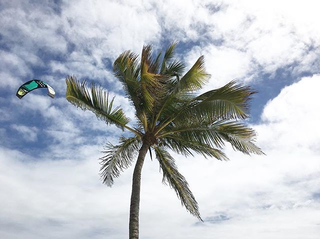 Palmmmm ^
.
.
#palm #palmtree #palmtrees #vacation #vacation🌴 #wonderland #turquise #turqoisewater #turqoise #water #summer #summervibe #summervibes #guadeloupe #caraibes #island #islandlife🌴 #islandlife
.
#contemporaryphotography #holiday #holidays … bit.ly/2DYQR6c