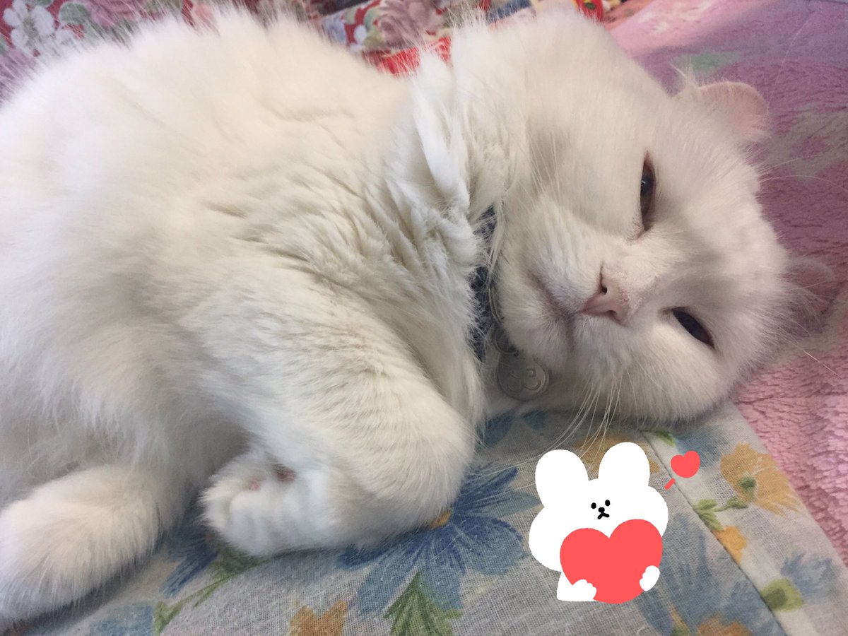 ( ⌯௰⌯)◞.°◌̊＊おはよっ❤
Zzz…(*´～｀*)｡o○ ﾑﾆｬﾑﾆｬ