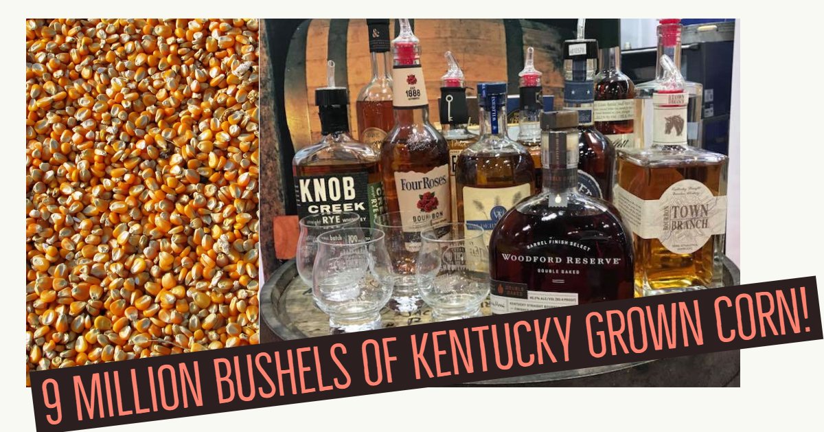 kyproudofficial's tweet photo. It was reported that in 2017, Kentucky Distilleries bought 9 MILLION bushels of Kentucky grown corn, and other grains, to make bourbon. Isn't that neat? #Kybourbon #bourbontrail #bourbon #buylocal #Kycorn #Kyproud https://t.co/Wt3k7YbGig