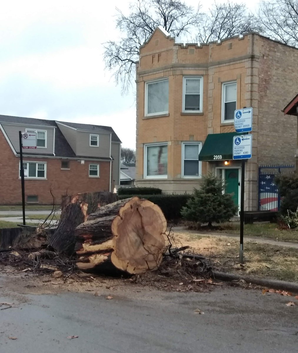 @ChicagoTree we lost a huge and beautiful tree today in #hermosachi. At the intersection of Kenneth and Wellington. Maple, I think. Sad to see it go.  #chicagotrees #belmontgardens