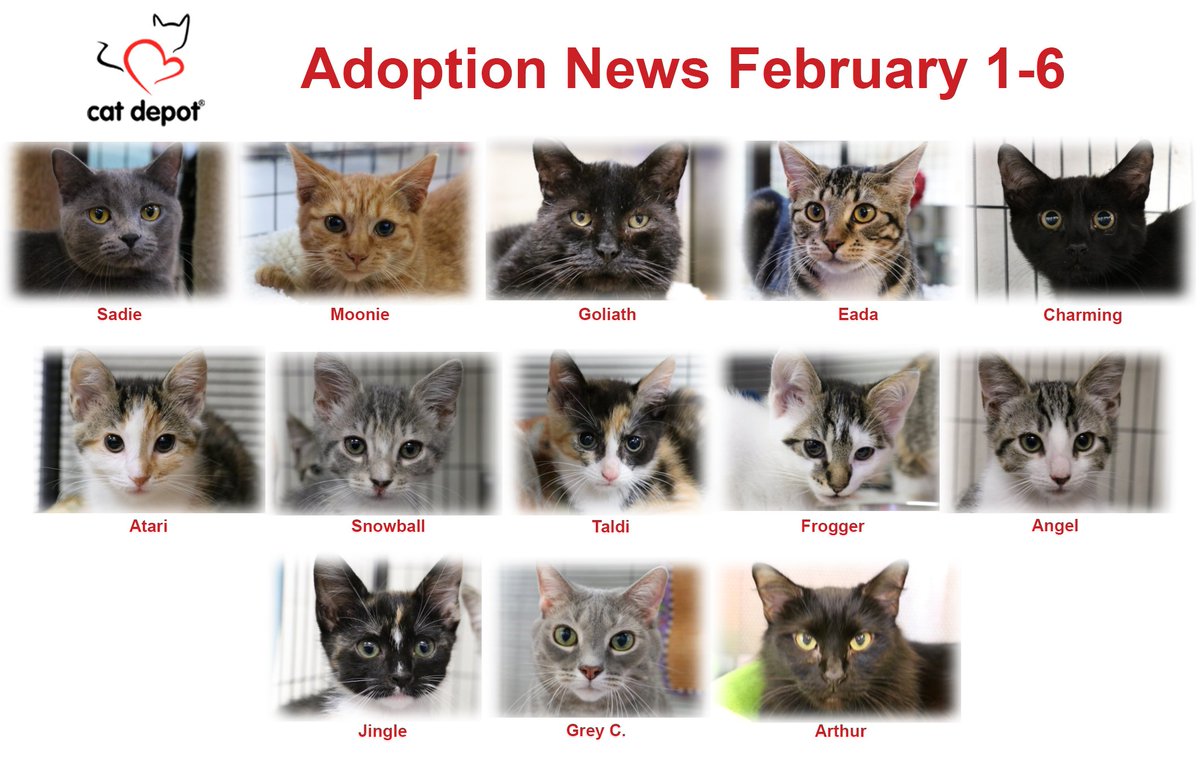 CatDepot's tweet photo. Adoption news: February 1-6, Sadie, Moonie, Goliath, Eada, Charming, Atari, Snowball, Taldi, Frogger, Angel, Jingle, Grey C., and Arthur found homes! Happy Purrs!
------------
Find Your Fur-ever Friend: https://t.co/Vo7NJs77CZ #CatDepot #HappyAdoptedCats #FindYourForeverFriend https://t.co/JEDGhzyOD2