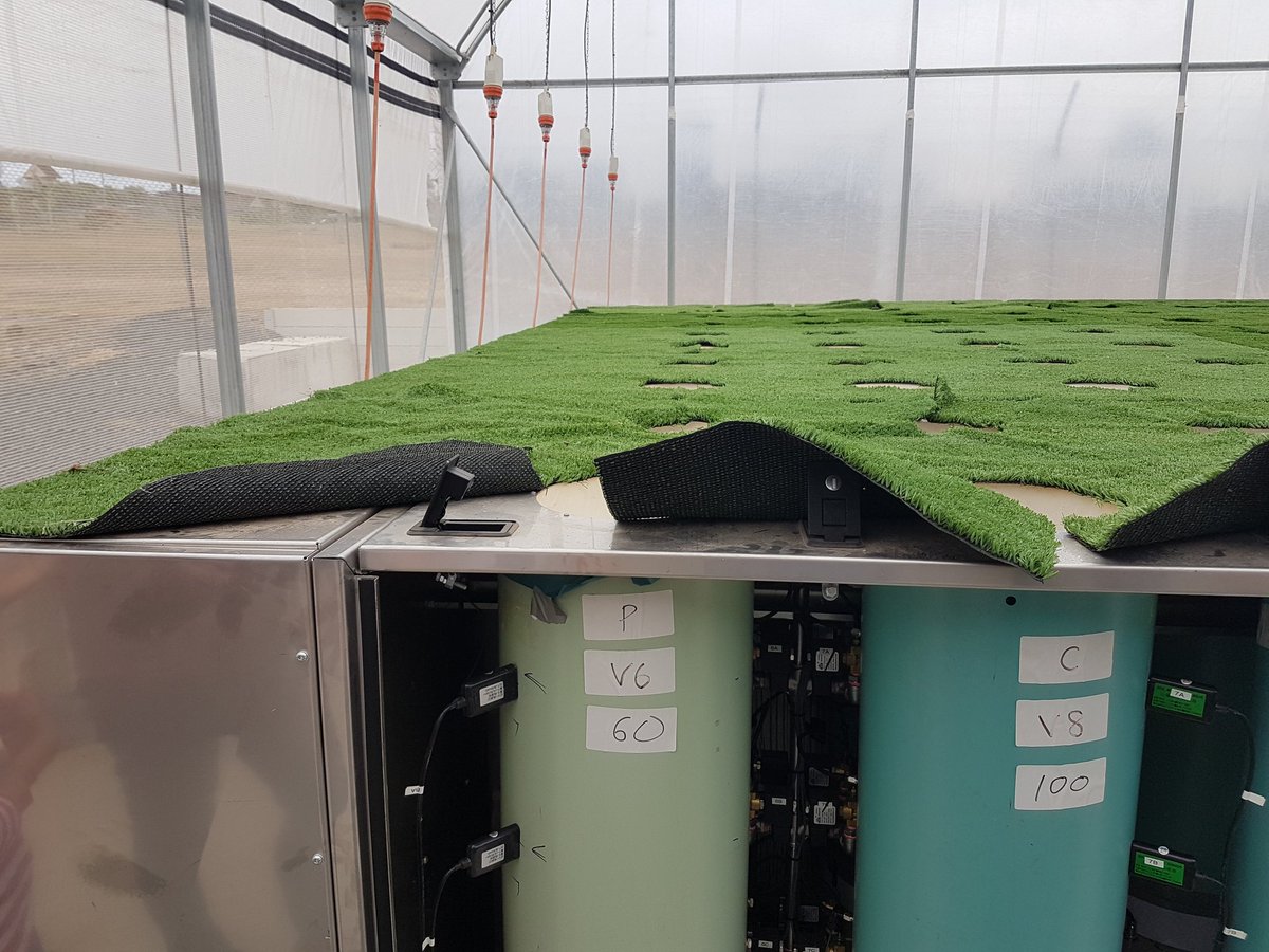 andy_borrell's tweet image. Great facility at UQ's Gatton Campus to measure root growth under variable water and nutrient conditions. @QAAFI @theGRDC