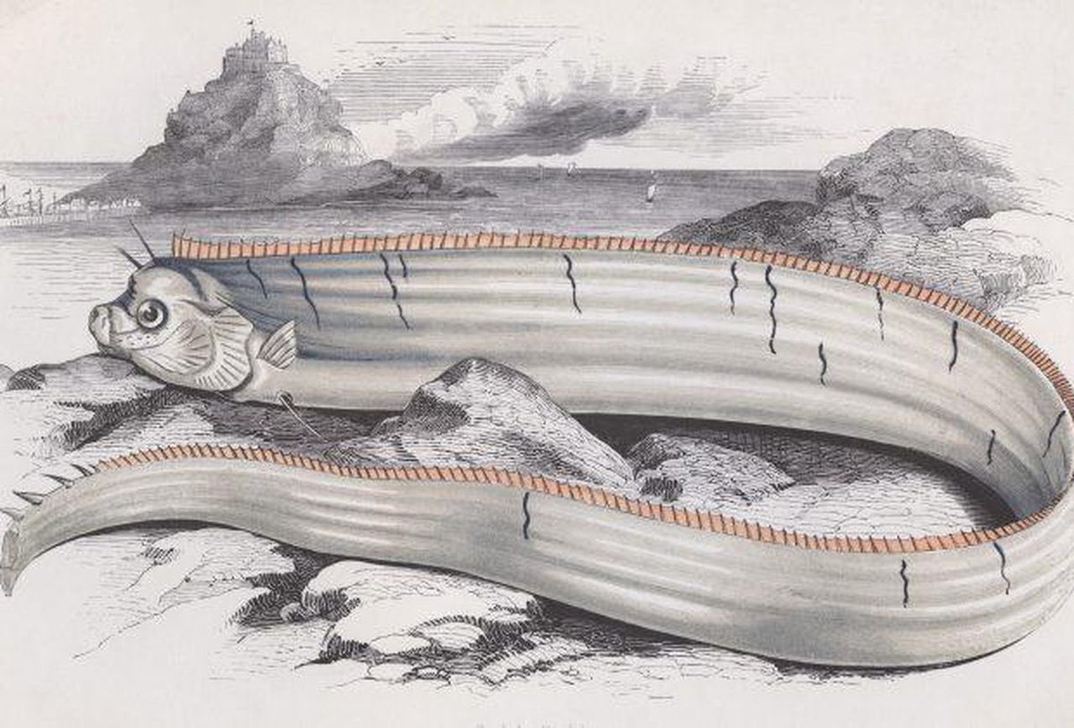 Hawks4Humanity's tweet photo. Fact of the day:

Two Oarfish have been spotted in Japan last week, sparking fears of an upcoming natural disaster in the area. Known as the “Messenger from the Sea God’s Palace,” Japanese tradition believes these fish only surface ahead of underwater earthquakes. #H4H #OarFish https://t.co/w5uFQ94k6P
