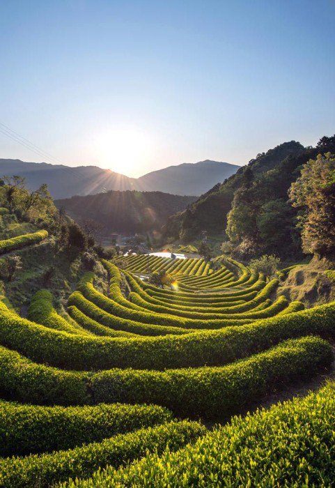 Green Tea #Tasting at Katsuura Wakayama - travel.viralcreek.com/green-tea-tast…
#GreenTea #Japan