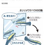 魚が鏡を見る…だと？魚の知能が実はスゴかった!