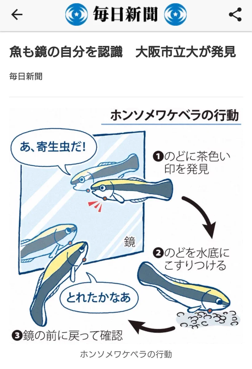 魚が鏡を見る…だと？魚の知能が実はスゴかった！