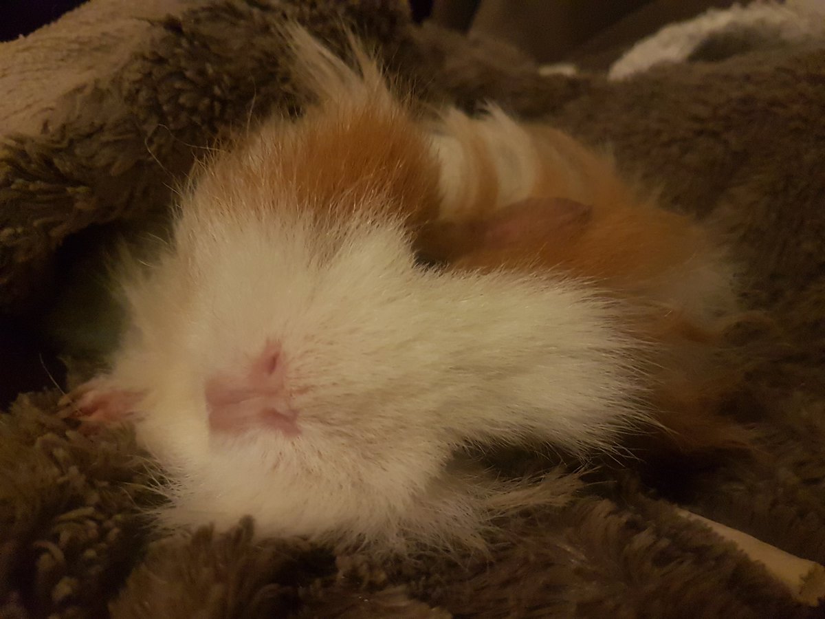 michbro85's tweet photo. Sleeping in the blankie on mummys lap π΄ #feetsout #sleeping #cuddles #guineapig #cavy https://t.co/PB0lJ2sb4t