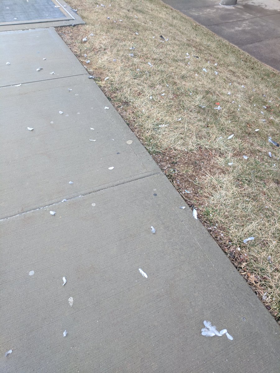 Hard to see, but, imagine: those #feathers are all that's left of whatever bird a hawk or falcon ate. Brutal!
#CampusHawk #birdmeal