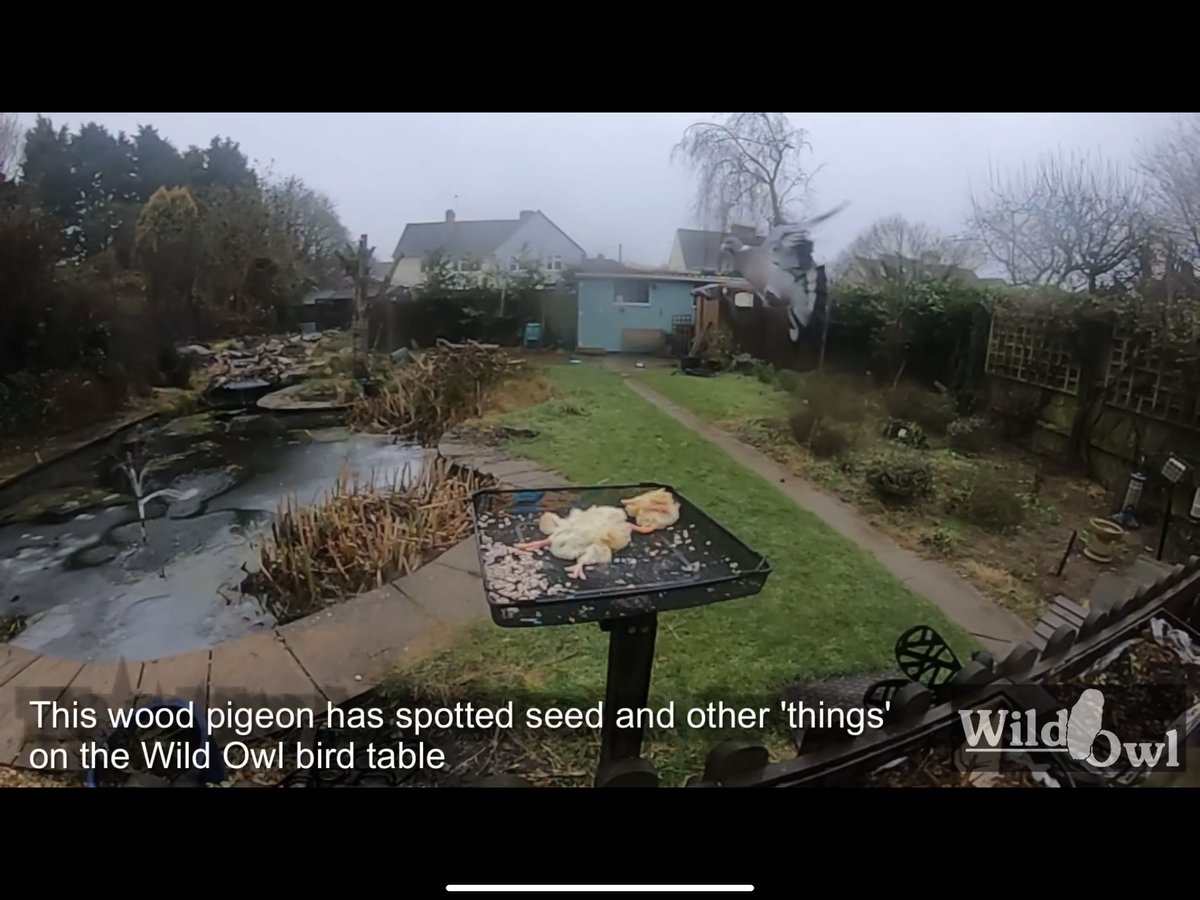 IanwildowlTv's tweet photo. New short video on You Tube 'Not on the Menu'  https://t.co/7mGzEzmXmv https://t.co/U9QAe7nLH3