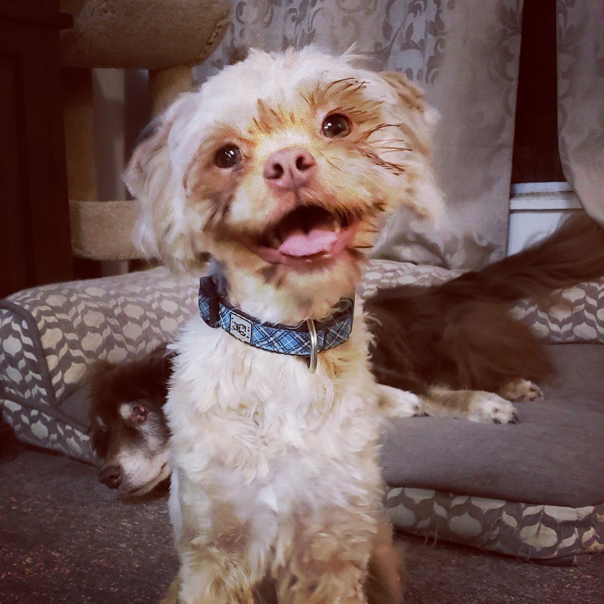 AgilitywAmanda's tweet photo. Joey got a #newhaircut and is super #happy about it ๐๐ he's getting #better and better about his #haircuts and is really #excited for them now โค
#dog #dogs #dogslife #dogadventures #dogsarelove #doghaircuts #doghaircut #gremlinmuppet #gremlin #muppet #muppetdog https://t.co/HrkGvgMQYi