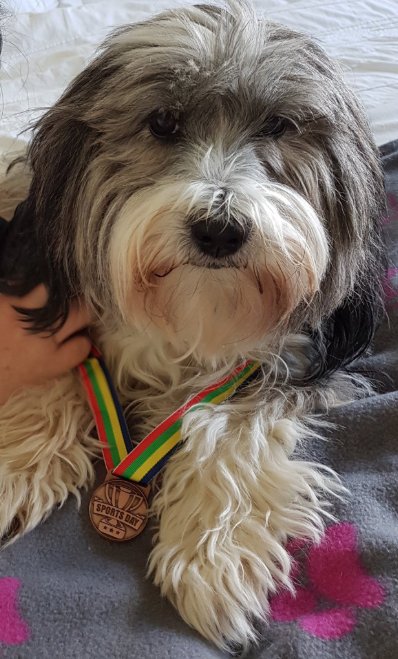 DogLostUK's tweet photo. Fantastic!  @RealPeopleMag  are helping to find #StolenDog  @Tillymissing in this weeks edition!  Huge Thanks to @JaneCommon from all at https://t.co/jt1sXwNKjV  Please RT and help spread the word for Tilly and her family  @VetsGetScanning @SAMPAuk_ @pettheftaware @DoglostCj https://t.co/0ctWUOWCZT