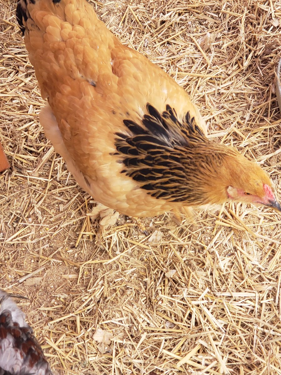 nancyhacker's tweet image. My sweet girls.