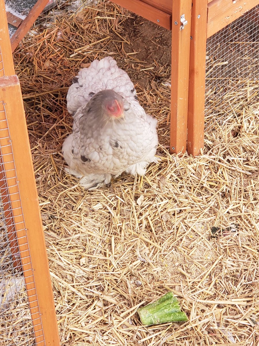 nancyhacker's tweet image. My sweet girls.