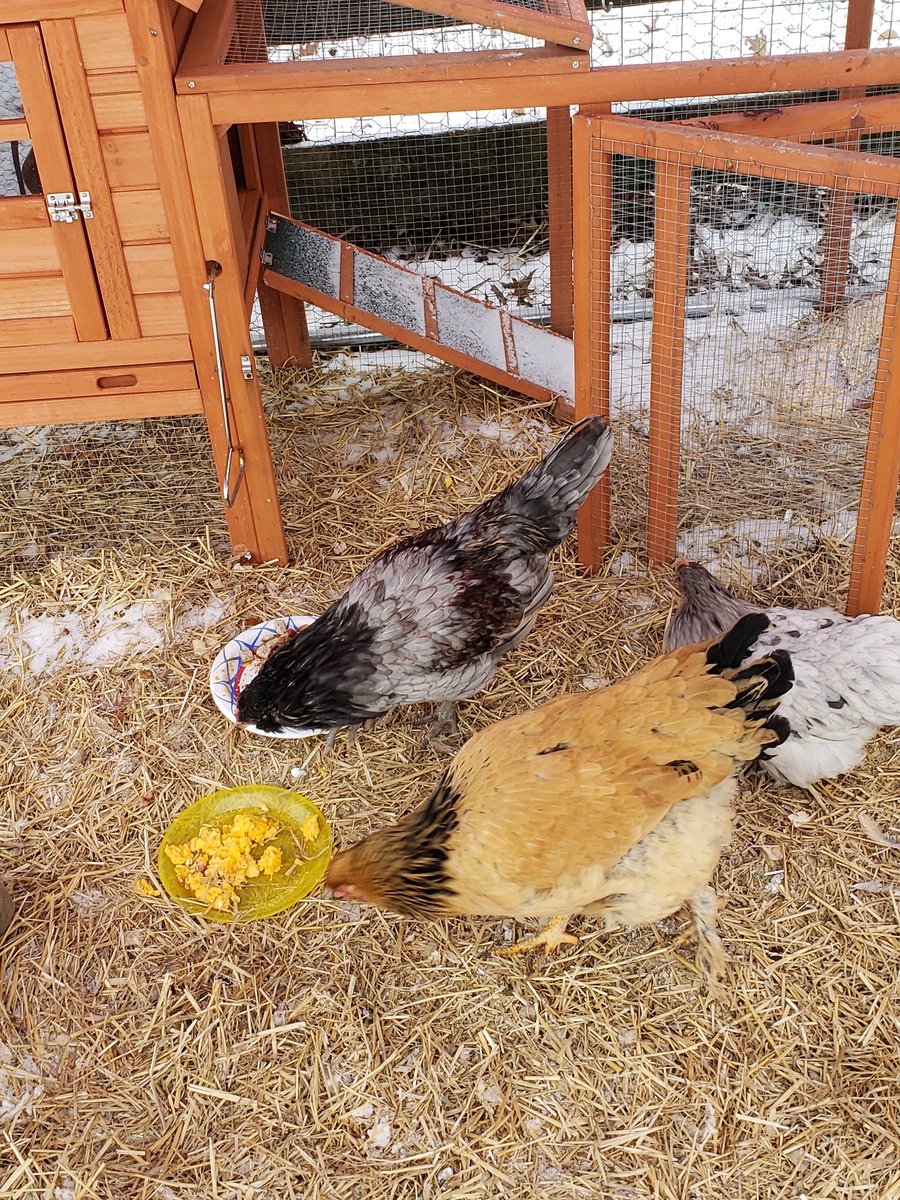 nancyhacker's tweet image. My sweet girls.