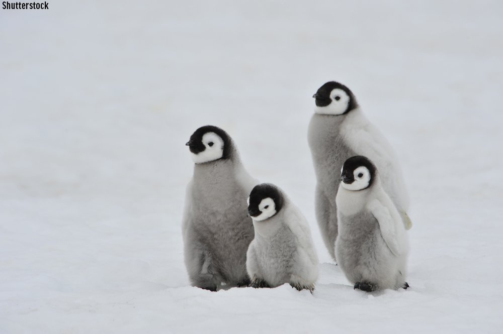 Download Oceana On Twitter You Ve Got A Friend In Me Emperor Penguins Spend Their Entire Lives In Antarctica Where Temperatures Can Get Extremely Cold To Keep Warm They Often Huddle Together In Large