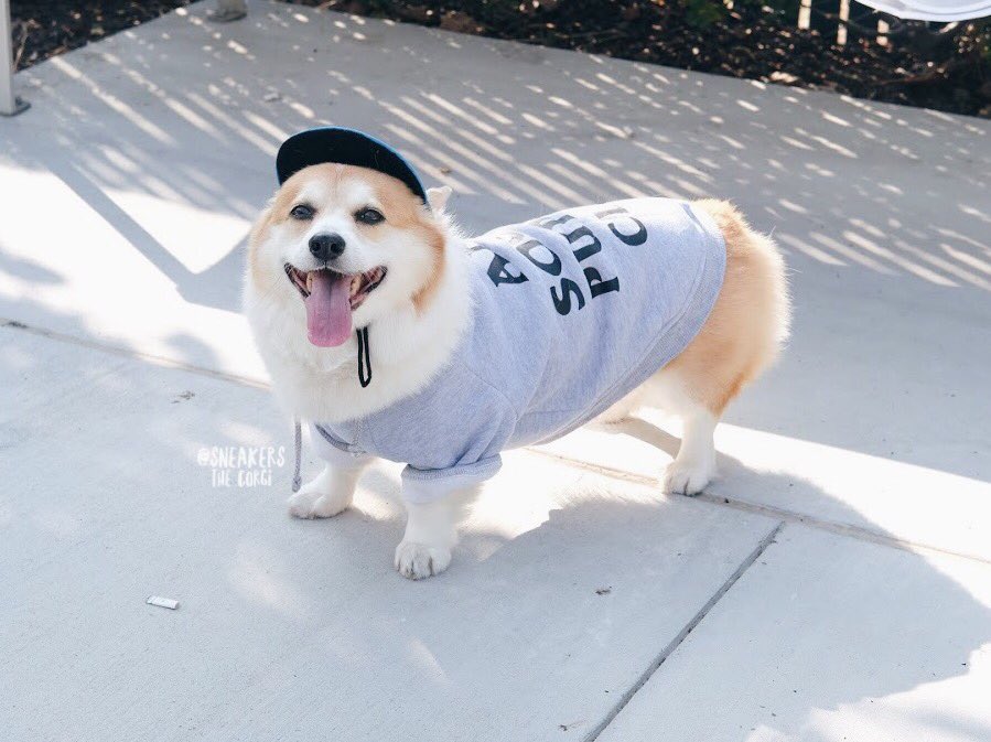 SneakersCorgi's tweet photo. Can’t contain this floof. ☁️🦁 https://t.co/IXMUurEc27
