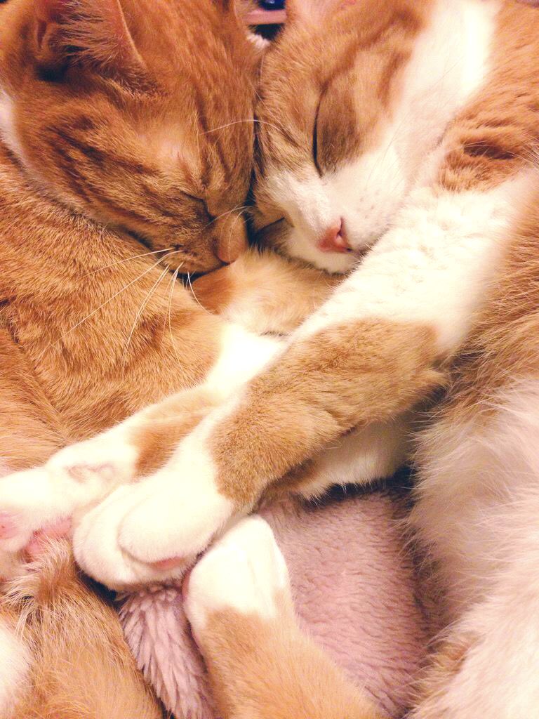 ミオヤマザキ On Twitter ご飯食べればいい子って言われて トイレ出来たら褒められて お昼寝してれば可愛いって撫でられて 泣いたら泣いただけ構ってもらえて ただ一緒にいるだけで愛されて 猫に生まれたい人生だった