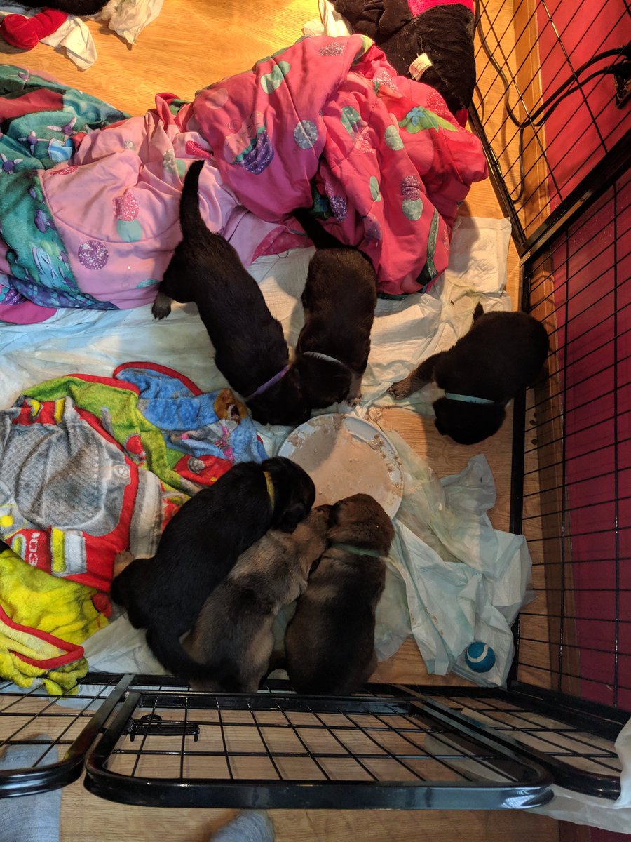 CoureyPie's tweet photo. Yaaalllllll. YALLLL. Puppies had their first big pup food today! Happy #3weekold #puppies! Some puppy food and milk replacement for these babies. They went ham π https://t.co/fZlPErVSJv