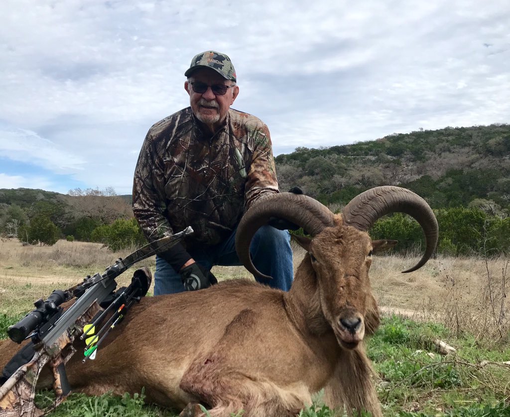 ArceTony's tweet photo. Congrats to John from PA on taking his free range Aoudad at the Bowranch in Uvalde County. #bowranch #huntuvalde #excaliburcrossbows #fairchasehunting #aoudadhunting https://t.co/cBHb24FlXB