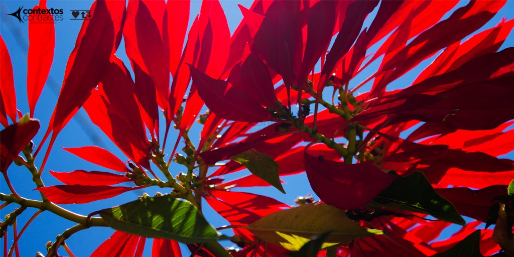 #ContextosContrastes
Foto: 0009
Título: 'Cielo Rojo'
Lugar: #ElChiflón, #Chiapas, #México
Colección: Pinturas de la Naturaleza

#Fotografía #Foto #flores

Las nubes eran rojas, las flores fueron blancas; El cielo de mi Chiapas

Agradezco tu RT