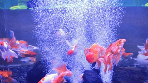 OmegaSeaLLC's tweet image. Is it ok to turn your tank's air pump overnight? The answer is, "no." The plants in your tank will start to consume the air in your tank at night and without agitation at the surface, the plants may starve the water the water of oxygen. #fishkeepingtips #tankquestions #omegasea