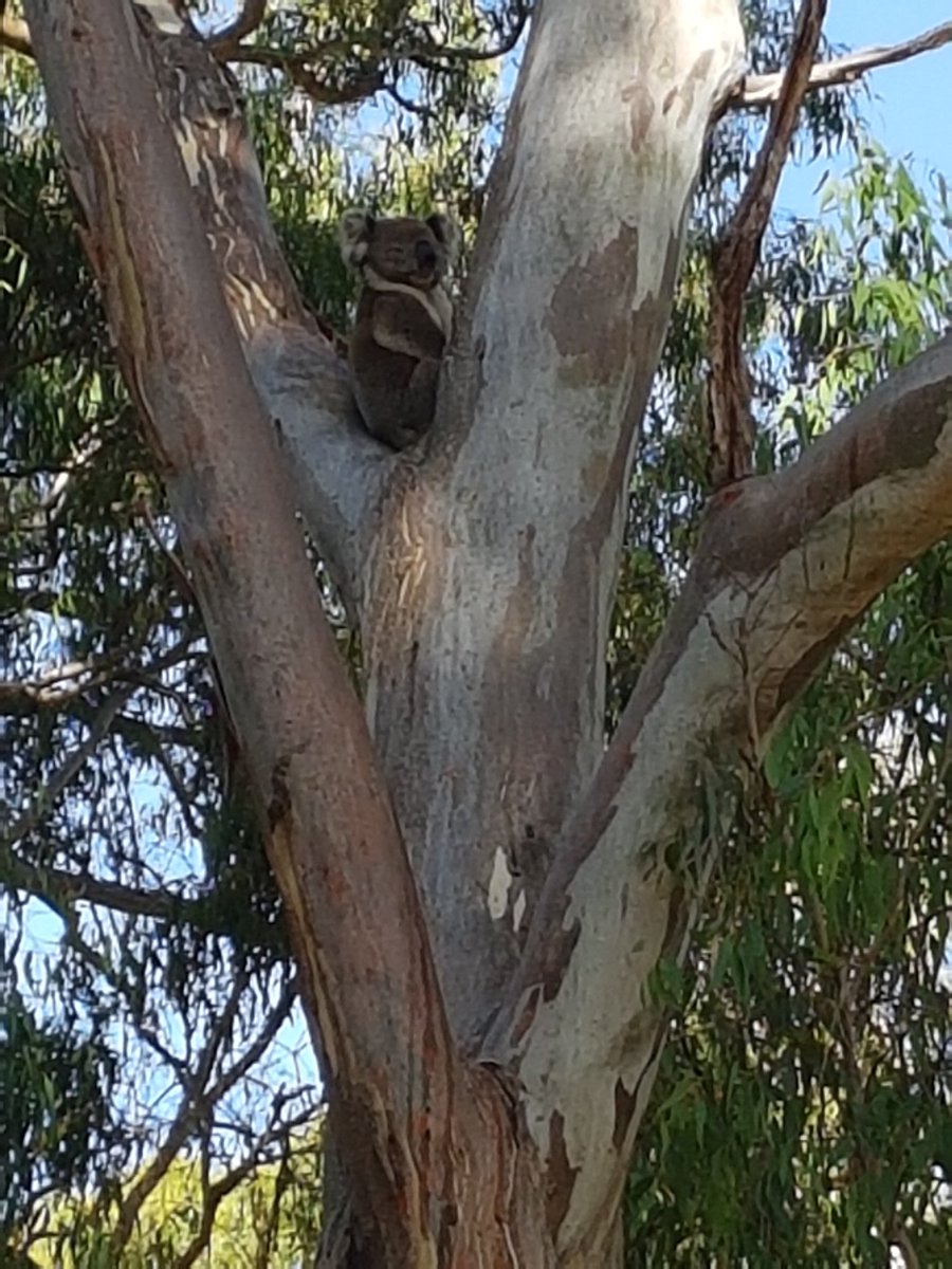 friendlytwo294's tweet image. A friend from Australia for you all.