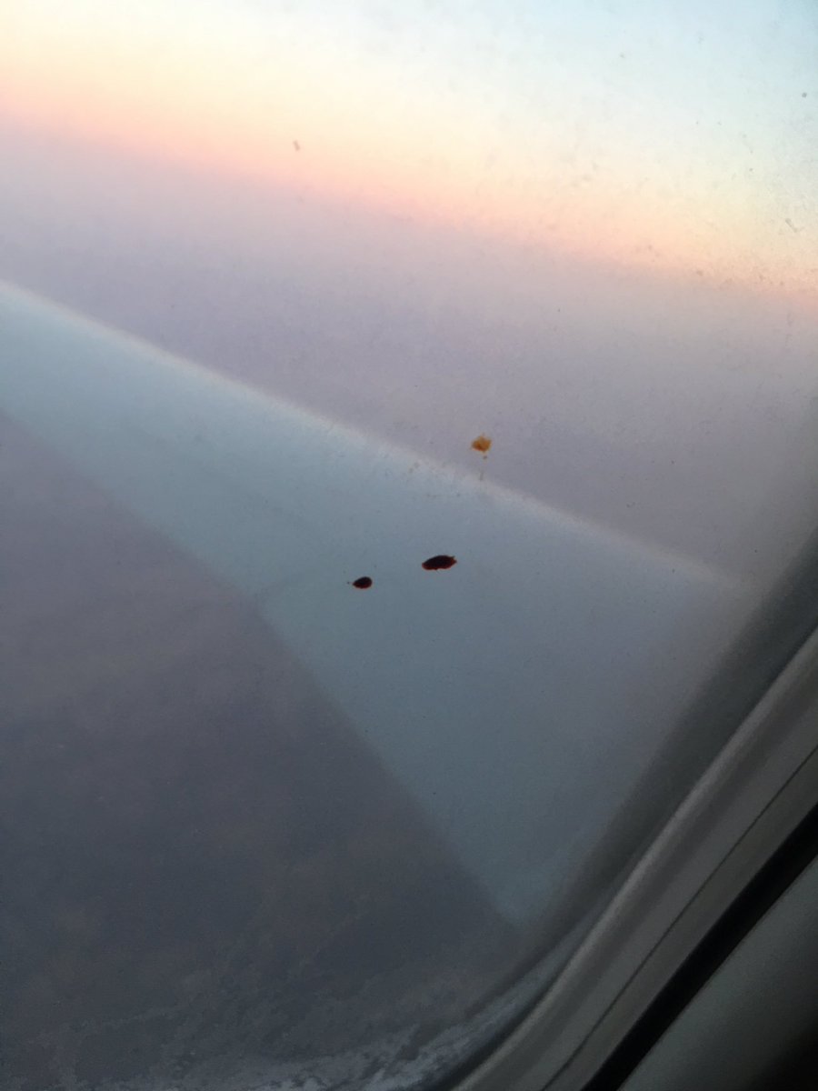 Homco's tweet photo. You need to do a better job cleaning @americanair That is definitely blood on my window on flight 5921 YEG to PHX. Now I have to wonder what I was sitting in and didn’t notice. 😡 #unsanitary https://t.co/dVSCoWM7Hg