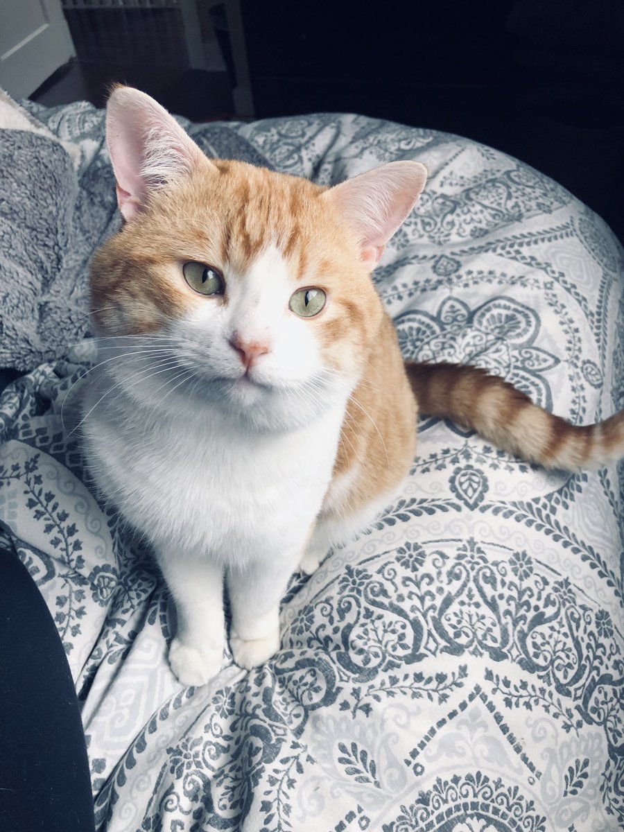 emilymurphy8's tweet photo. My hobbies : taking endless pictures of my cat (too cute not to share) 😻 https://t.co/5h1D45hheY