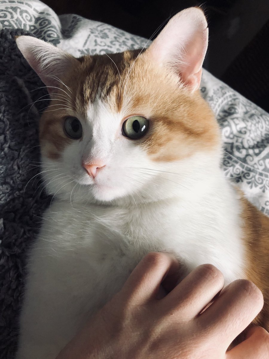 emilymurphy8's tweet photo. My hobbies : taking endless pictures of my cat (too cute not to share) 😻 https://t.co/5h1D45hheY