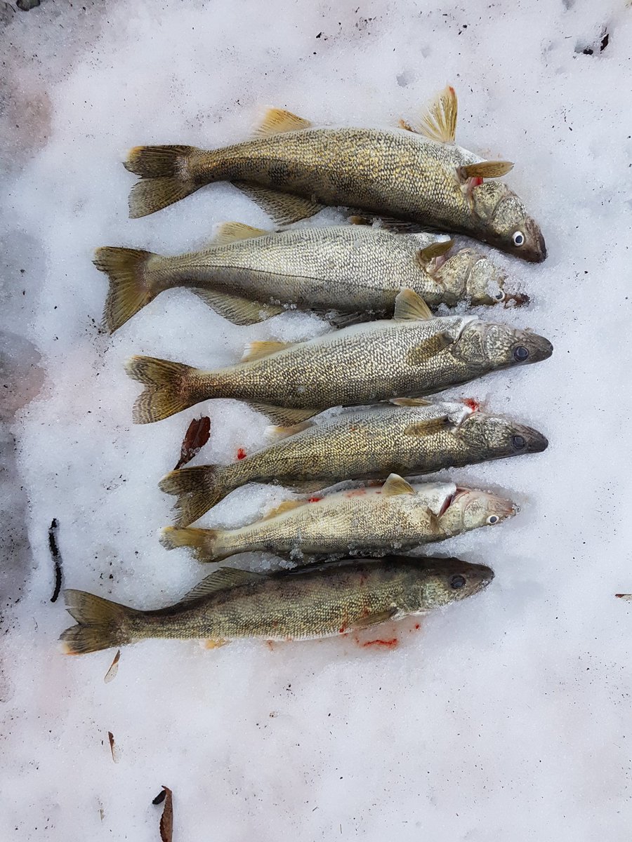 Boho_Studio's tweet photo. Great day on the #upper_niagara fishing with @fishinniagara lost track of how many we caught but I kept these 6 nice males. #selectiveharvest #femalesgoback #gofishing https://t.co/trjVo4Wo06 @taelor13 https://t.co/SrcgcPLpHT