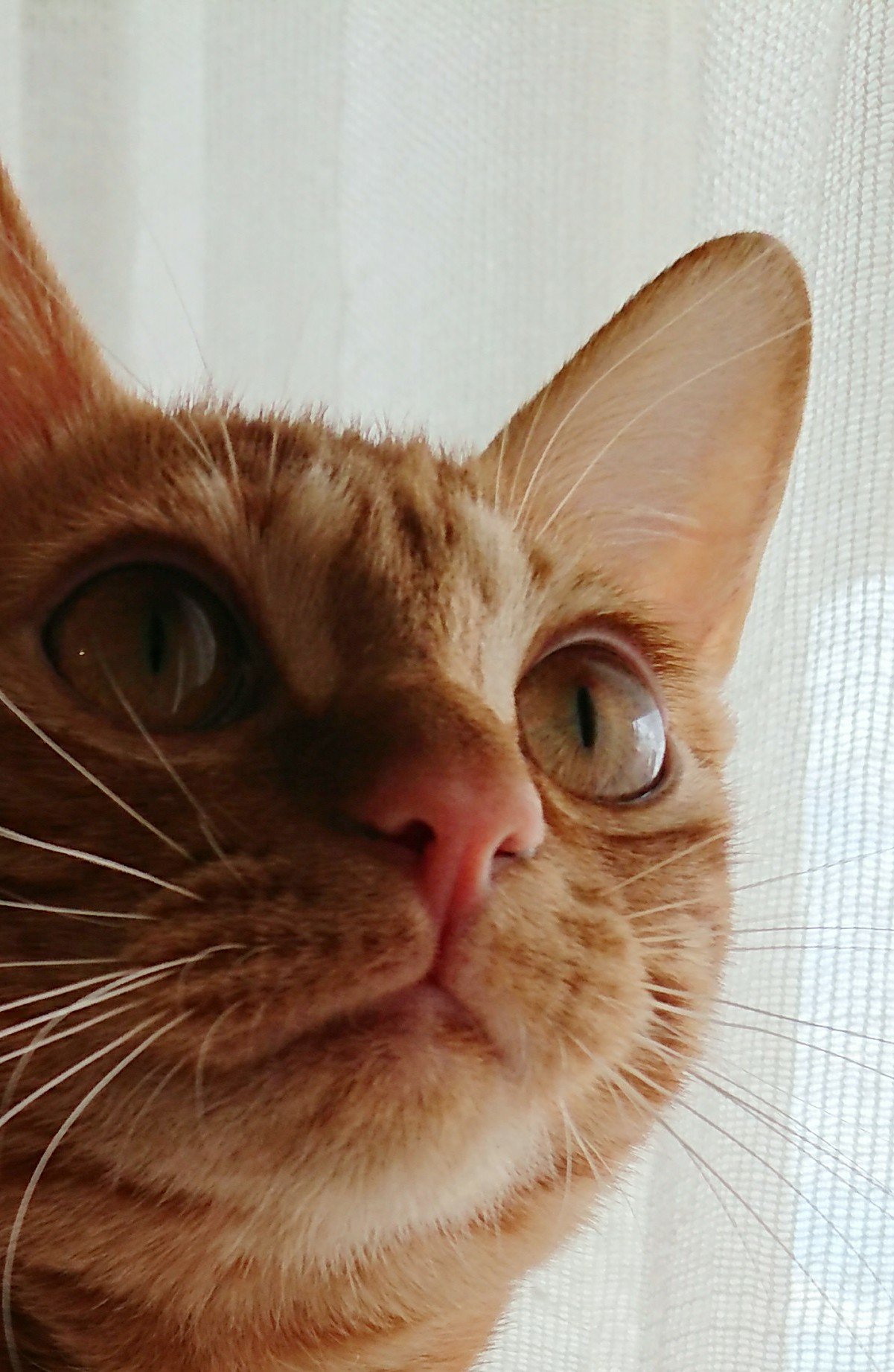 碧也ぴんく 同じ茶トラでも柚子は濃いめ色だからまつげもアイラインも茶色なのよな Rt T Co 44ysohcsg5 Twitter