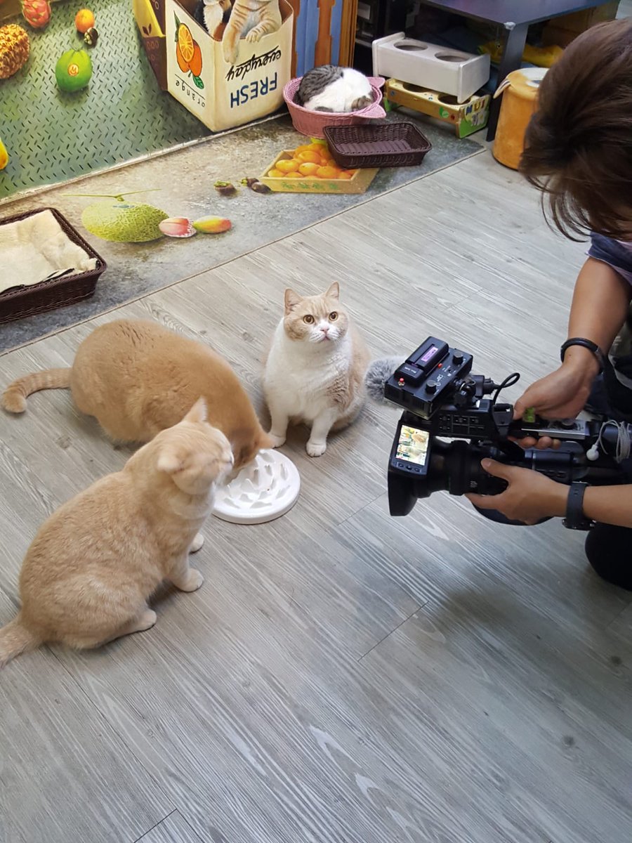 香港の大スター クリームあにき大明神 ふぁみりぃ 旧暦新年初めての業務連絡 明日2月9日朝8時半から放送される にじいろジーン のジーンちゃんのコーナーでクリームふぁみりぃが紹介されます 今回2回目の登場でジーンちゃんとの再会や他のふぁみりぃ