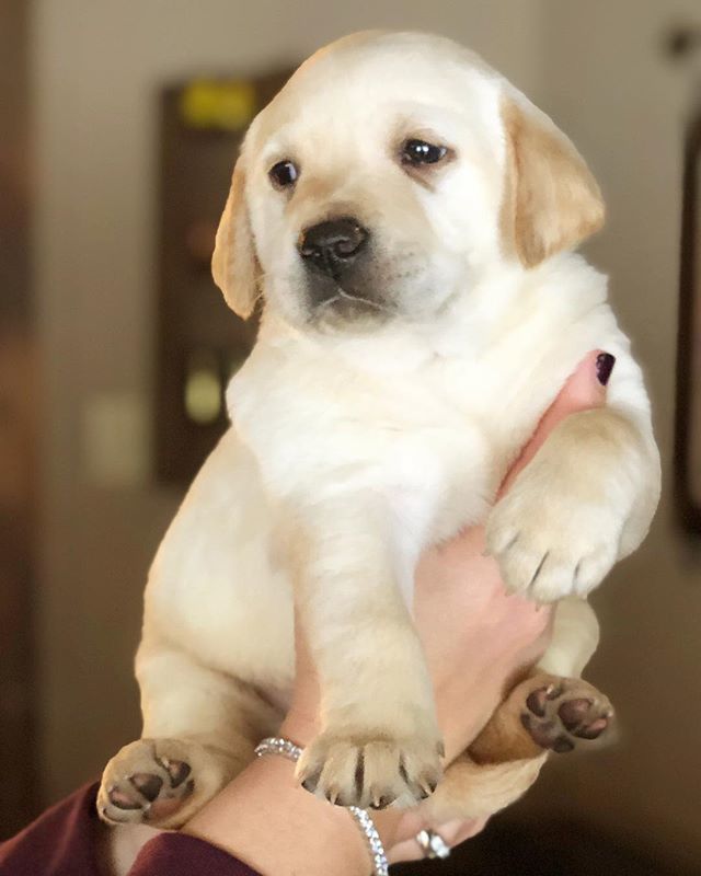 Only 2 more days and this sweet thing will be coming home with us! We can not wait to get Jax and Willow on Saturday. They have been sending us video updates and they are getting so BIG. Goodnight Friends! .
.
.
.
.
#valentinesideas 
#bhgpets 
#englishla… bit.ly/2WP7qbW