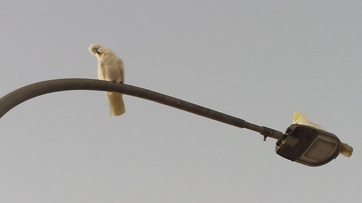 CherScheff's tweet photo. Posers #birdantics #naturephotography https://t.co/YVAQ7uDrAG