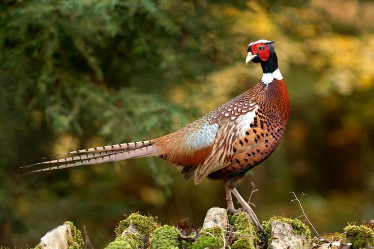 ZAFIR BLUE PURPL tweet media