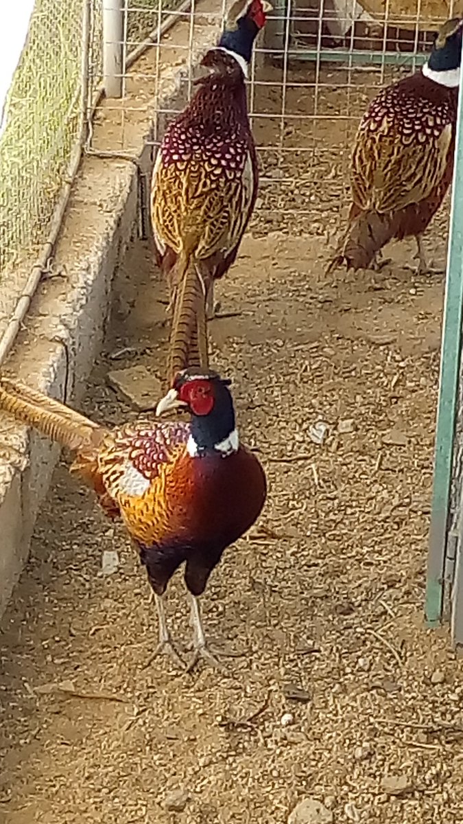 ZAFIR BLUE PURPL tweet media