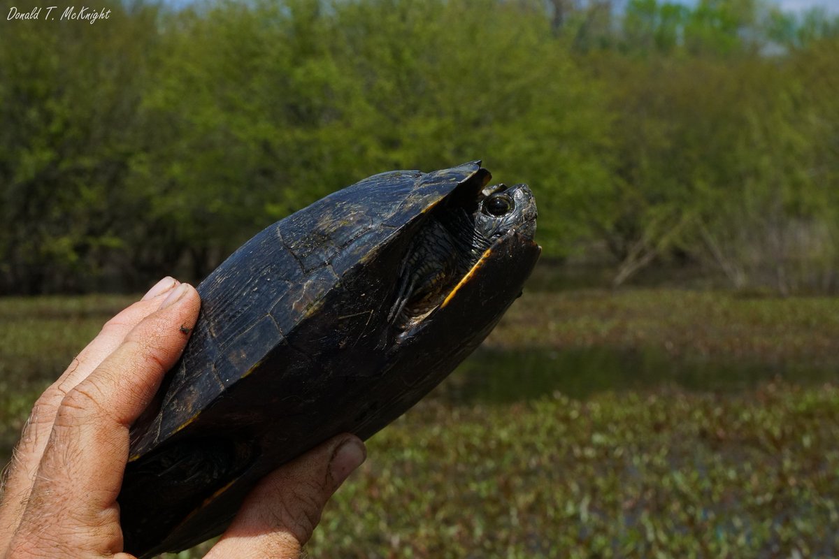 donaldmcknight2's tweet image. 1 of the best things about working on long-lived species is seeing old friends years later. This is RES2, the 2nd red-eared slider (T. scripta) I ever caught. I marked him in 2012 &amp;amp; recaptured him in 2018 in a different pond 7 km away #FieldFlashBack #turtles #research #FieldWork