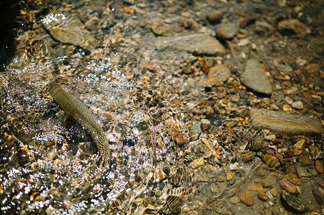 Remember when you could wet wade?? Yea me too 😭 #tbt 
#wintergohome #flyfishing #trout #browntrout #getoutside #summer #warm #wildernesdculture #wetwade