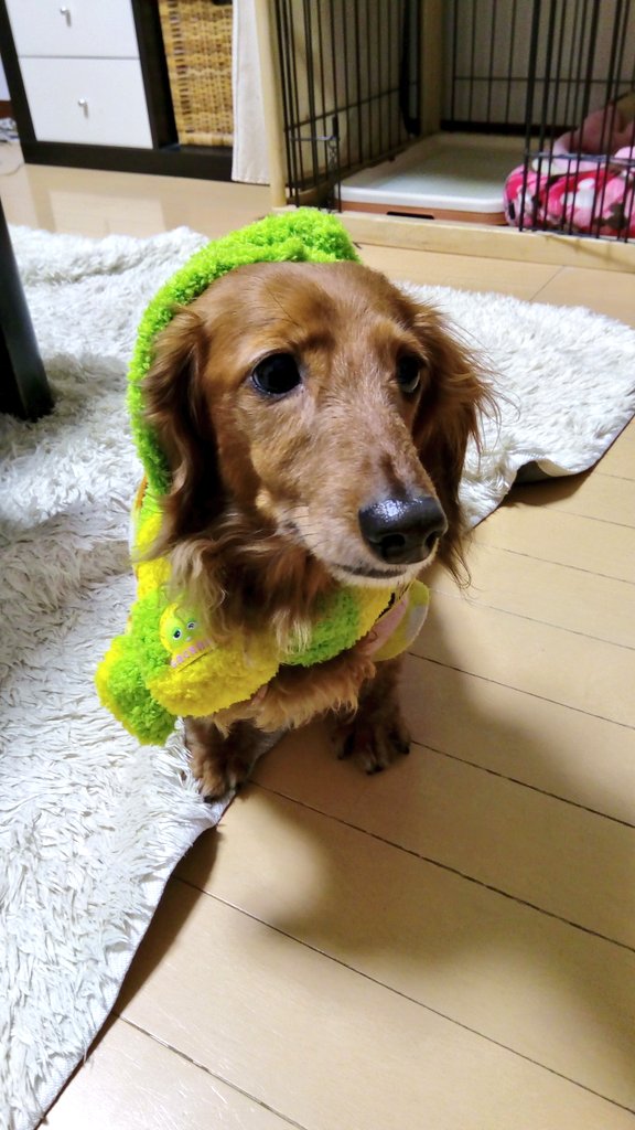 おいもさん Tansokulove Twitter おいもさん Tansokulove Twitter