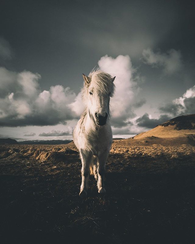 Majestic... #SonyAlpha #AlphaCollective #BeAlpha 
#wheniniceland #visualsoflife #earthpix #lonleyplanet #exploremore  #theoutbound #keepitwild #traveltheworld #adventurethatislife #goexplore #exploringtheglobe #natgeocreative #passionfortravel #moodygram… bit.ly/2DtWHer